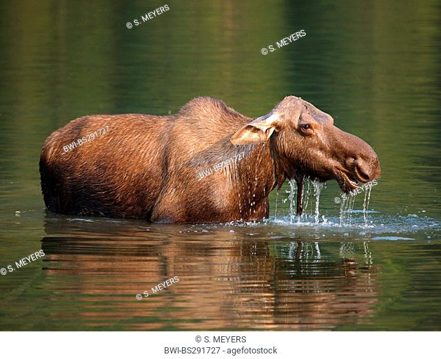 Canadian moose, Northwestern moose, Western moose (Alces alces andersoni, Alces andersoni), female in a lake, Canada, Waterton Lakes National Park