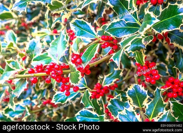 Holly barries background. Traditional symbol of Christmas and New Year season