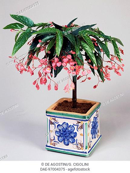 Begonia (Begonia x corallina), Begoniaceae