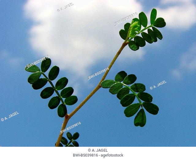 Kowhai (Sophora prostrata Little Baby), twig against blue sky