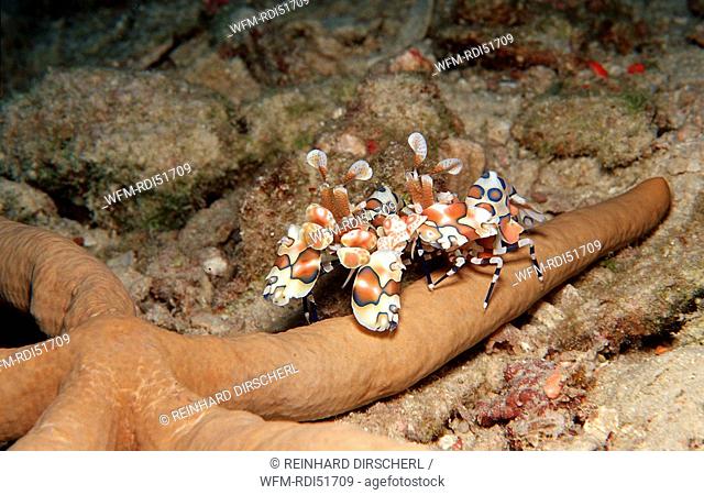 Two Harlequin shrimps feeding a starfish, Hymenoceara elegans, Indian Ocean Ari Atol, Maldives Island