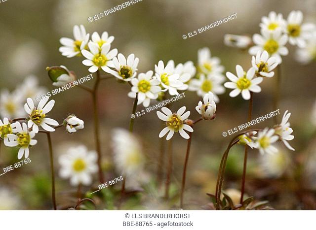 White flowers of Spring Draba