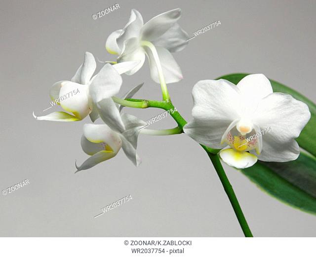 White orchid on gray background