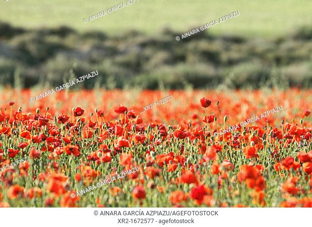 Poppy field in Bardenas Reales, Navarre, Spain