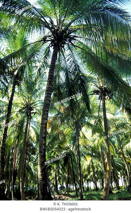 cocos palms, Dominica