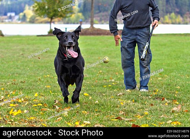 A photo of an unidentified man playing fetch with his black Labrador retriever in Hauser, Idaho