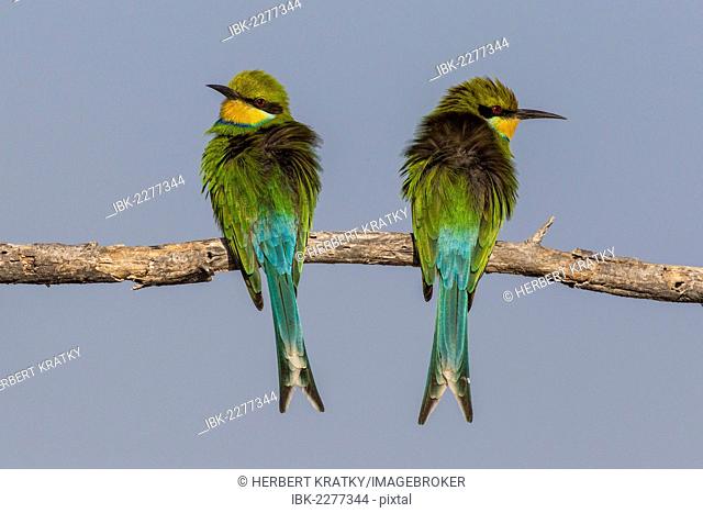 Swallow-tailed bee-eaters (Merops hirundineus), Etosha National Park, Namibia, Africa