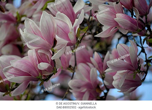 Magnolia flowers (Magnolia sp), Magnoliaceae, Pralormo castle, Piedmont, Italy
