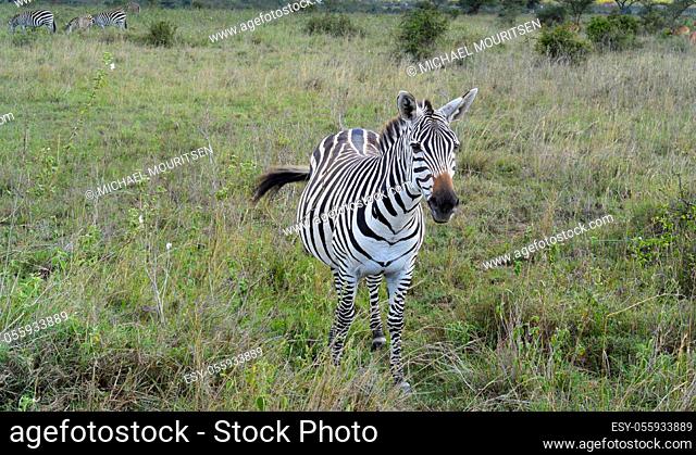 Zebras in the Masai Mara, Kenya