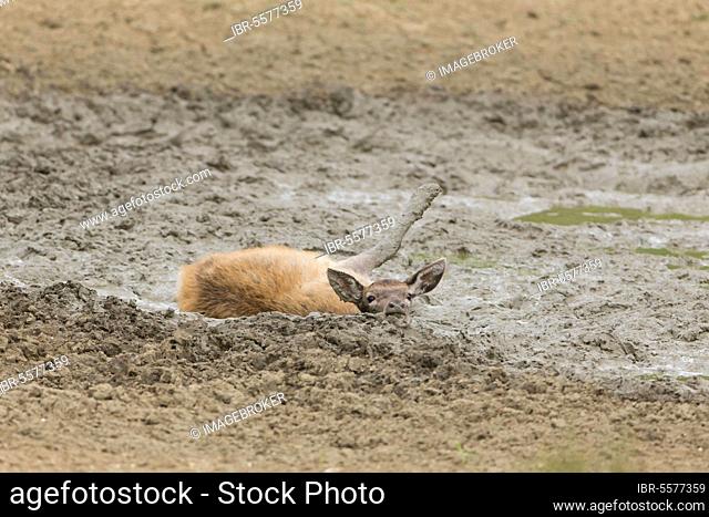 Red Deer (Cervus elaphus) calf, wallowing in mud, Minsmere RSPB Reserve, Suffolk, England, United Kingdom, Europe