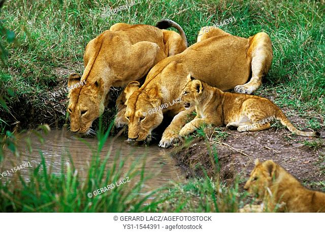 African Lion, panthera leo, Females with Cub Drinking at Water Hole, Kenya