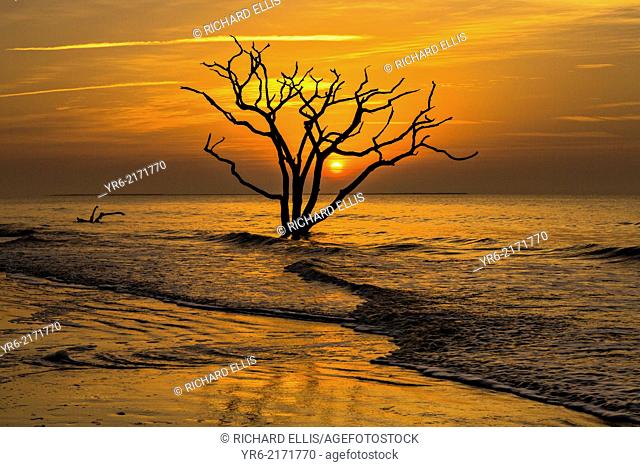 Sunrise over Boneyard Beach at Botany Bay, Edisto Island, South Carolina. Due to natural beach erosion the coastal forest is slowly being swallowed by the...