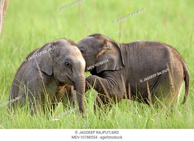 Young Indian / Asian Elephant playing (Elephas maximus)