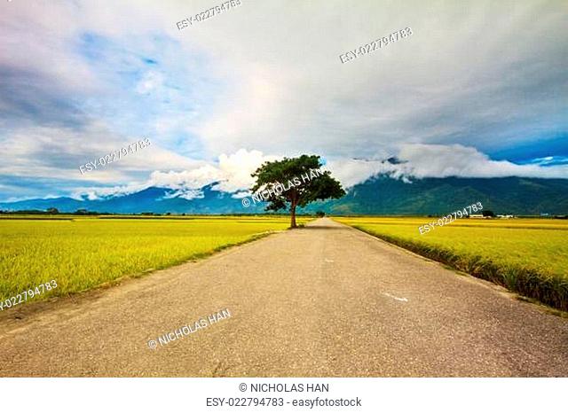 Paddy field for adv or others purpose use
