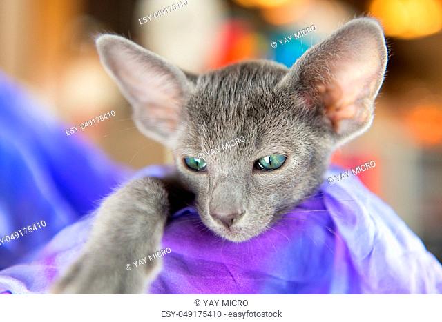 Close up Blue Oriental shorthair kitten