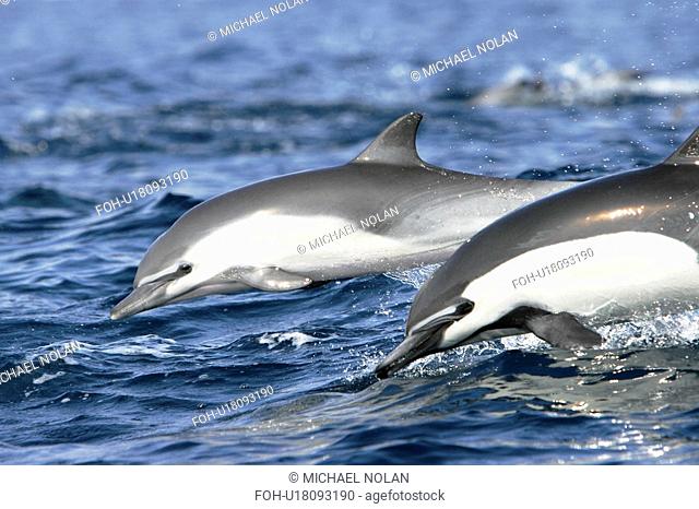 Short-beaked common dolphin pair Delphinus delphis leaping next to each other off the north shore of Catalina Island, Southern California, USA