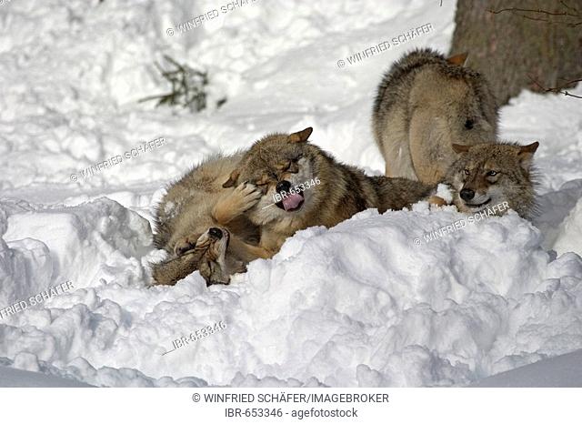 Grey Wolves or Timber Wolves (Canis lupus) in the snow, outdoor enclosure at Bayerischer Wald (Bavarian Forest), Bavaria, Germany, Europe