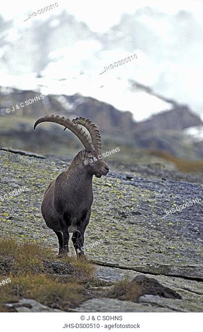 Ibex Capra ibex ibex Gran Paradiso Nationalpark Italy Europe