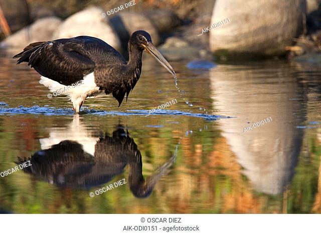 Black Stork, Ciconia nigra