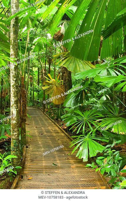 Australia - Path in rainforest - a boardwalk crosses a dense stand of Licuala Fan Palms in lush tropical rainforest. (Licuala ramsayi)
