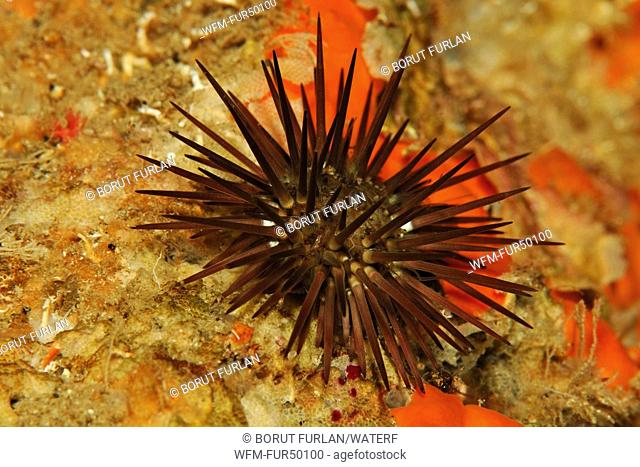Stone Urchin, Paracentrotus lividus, Triscavac Bay, Susac Island, Adriatic Sea, Croatia