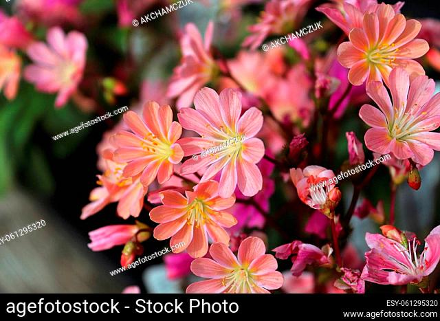 Closeup view of the delicate petals on a lewisia plant