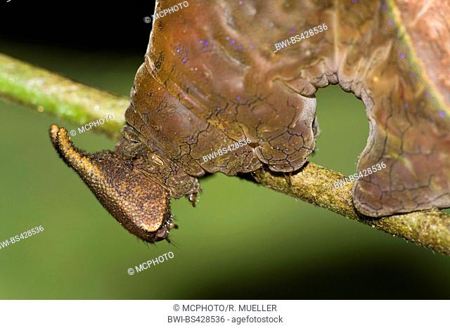 One-spotted prepona, Banded king shoemaker, Demophon shoemaker (Prepona demophon, Archaeoprepona demophon), caterpillar