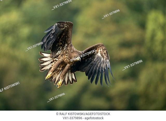 White-tailed Eagle / Sea Eagle / Seeadler ( Haliaeetus albicilla ) young adolescent in powerful flight, hunting along the edge of a forest, frontal side shot