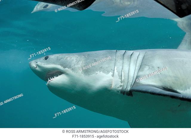 Great white shark Carcharodon carcharias outside a shark cage Stewart Island, New Zealand