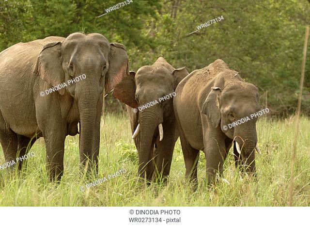 Three Asiatic Elephants Tusker Elephas maximus , Corbett Tiger Reserve , Uttaranchal , India