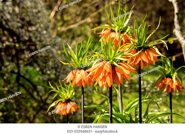 Fritillaria imperialis, Crown imperial, which has orange flowers in the garden in the spring