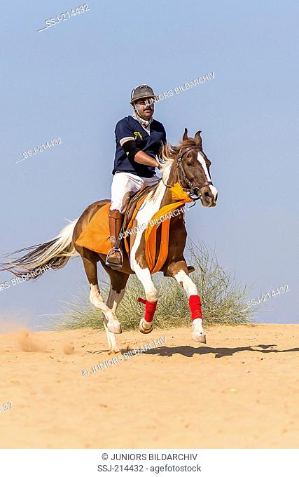 Marwari Horse. Rider on skewbald mare galloping in the desert. Rajasthan, India