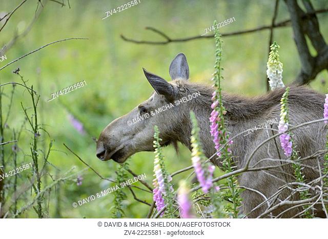 Portrait of a Eurasian elk (Alces alces) in a forest in early summer