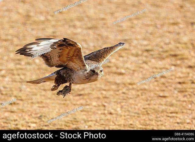 Asia, Mongolia, Eastern Mongolia, Steppe, Chinese Hawk (Buteo hemilasius), iadult male n flight with a prey ( Vole)