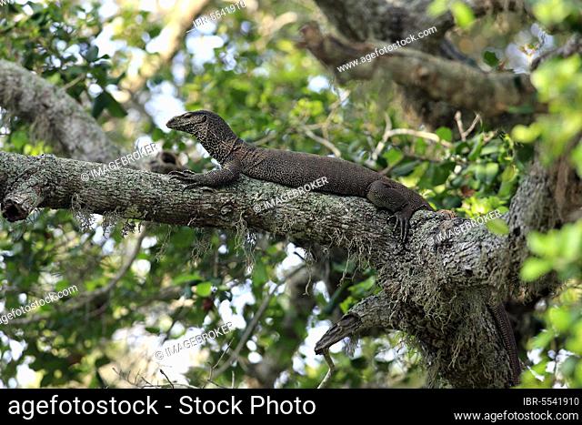 Bengal monitor (Varanus bengalensis), adult on tree, Yala National Park, Sri Lanka, Asia