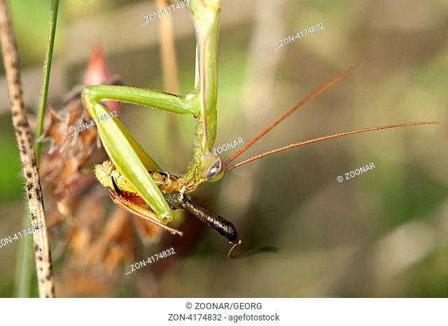 Europäische Gottesanbeterin Mantis religiosa mit Heuschrecke als Beute, Magerrasen, Oberrhein Haut-Rhin, France / European mantis