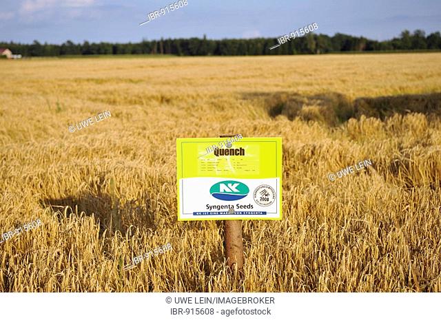 Testing ground of the corn breed Quench and a sign in evening light near Zorneding, Bavaria, Germany, Europe
