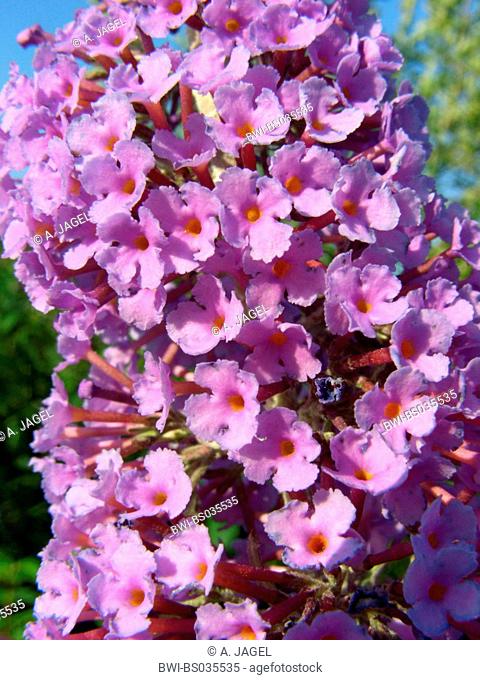 Butterfly bush, Violet butterfly bush, Summer lilac, Butterfly-bush, Orange eye (Buddleja davidii, Buddleia davidii), flowers, Germany, North Rhine-Westphalia