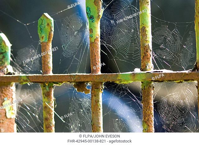 Orb-web Spider, webs on metal gate, Chipping, Lancashire, England