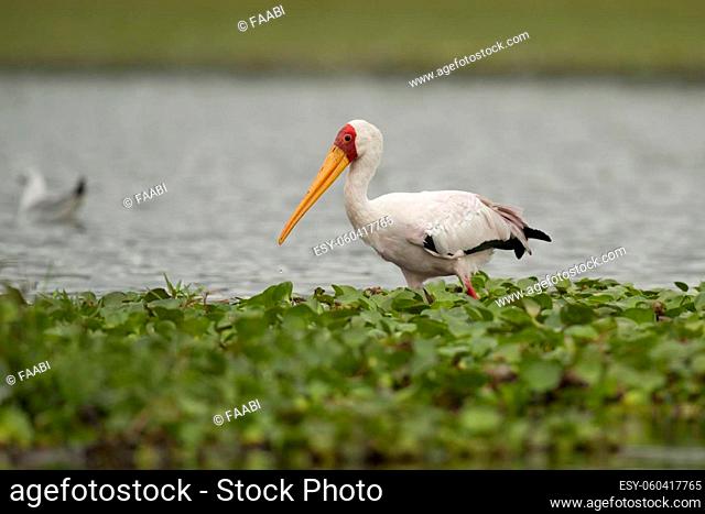 Yellow-billed stork in Lake Naivasha in Kenya