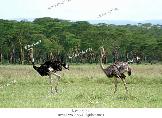 massai ostrich, masai ostrich, North African ostrich Struthio camelus massaicus, cock and hen, Kenya, Nakuru NP