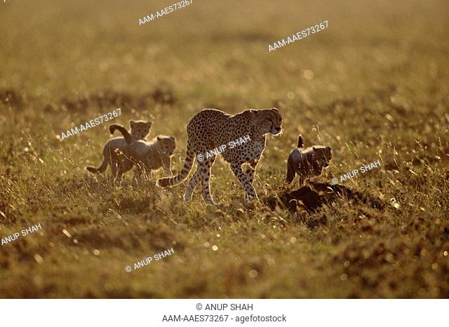Female Cheetah walking at dusk with three small cubs (Acinonyx jubatus) Maasai Mara National Reserve, Kenya. Female is known as \'Frisky\' and this is her 3rd...