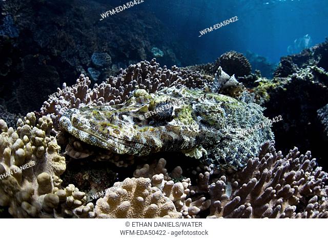 Crocodilefish camouflage in corals, Cymbacephalus beauforti, Raja Ampat, West Papua, Indonesia