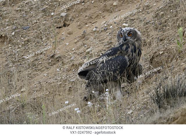 Eurasian Eagle Owl / Europaeischer Uhu ( Bubo bubo ), young, sitting in the slope of a gravel pit, watching around, wildlife, Europe