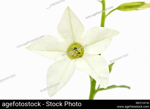 Flower of fragrant tobacco, lat. Nicotiana sanderae, isolated on white background