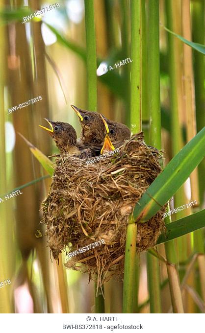 reed warbler (Acrocephalus scirpaceus), squeakers immediatelly before starting in the nest, Germany, Bavaria