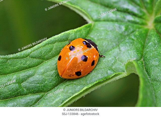 sevens-spot ladybug on leaf / Coccinella septempunctata