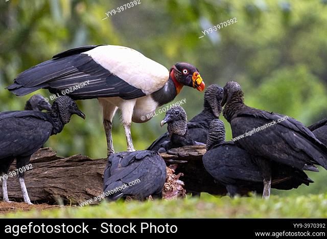 King Vulture (Sarcoramphus papa) and Black Vultures (Coragyps atratus) feeding - La Laguna del Lagarto Eco-Lodge, Boca Tapada, Costa Rica