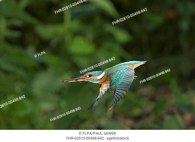 Common Kingfisher Alcedo atthis adult female, in flight, with Three-spined Stickleback Gasterosteus aculeatus prey in beak, Suffolk, England, may