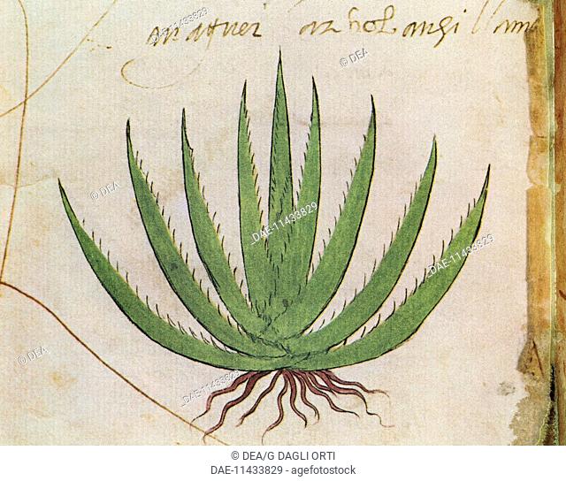 Manuscript, Mexico, 16th century. Facsimile of the Codex Tudela, 1553. Plate: Century plant (Agave americana), native to Mexico